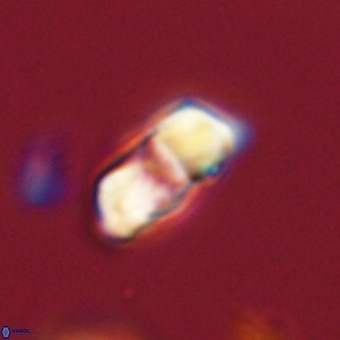 Braarudosphaera pseudobatilliformis 67509