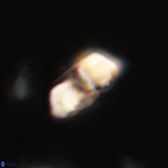 Braarudosphaera pseudobatilliformis 67510
