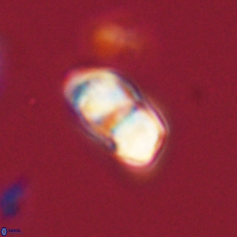 Braarudosphaera pseudobatilliformis 67512