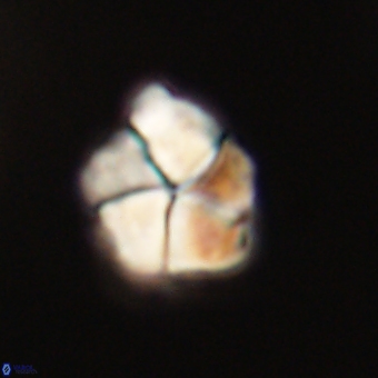 Braarudosphaera pseudobatilliformis 67514