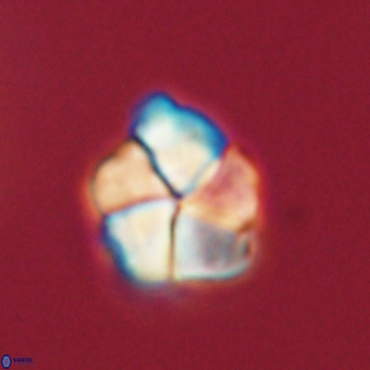 Braarudosphaera pseudobatilliformis 67515