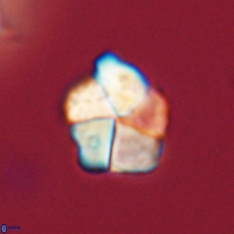 Braarudosphaera pseudobatilliformis 67516
