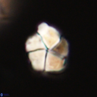 Braarudosphaera pseudobatilliformis 67517