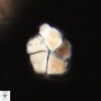 Braarudosphaera pseudobatilliformis 67517