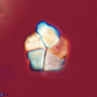 Braarudosphaera pseudobatilliformis 67518