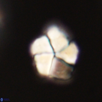 Braarudosphaera pseudobatilliformis 67520