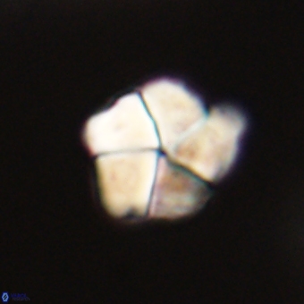 Braarudosphaera pseudobatilliformis 67521