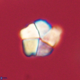 Braarudosphaera pseudobatilliformis 67522