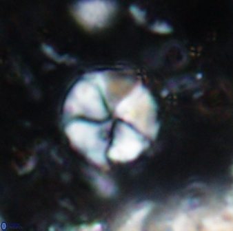 Braarudosphaera psevditurbinea 6693