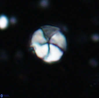 Braarudosphaera psevditurbinea 6732