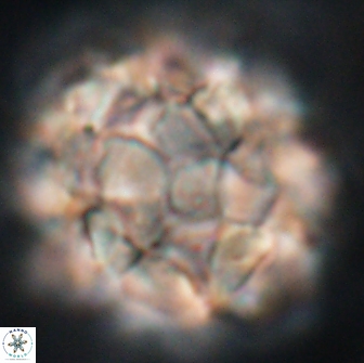 Braarudosphaera regularis 17615