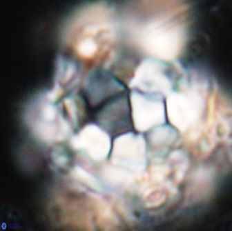 Braarudosphaera regularis 17616