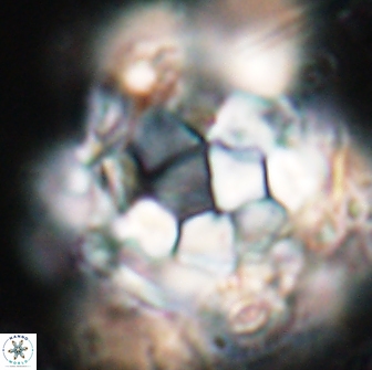 Braarudosphaera regularis 17616
