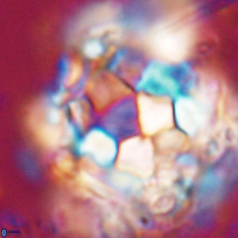 Braarudosphaera regularis 17617