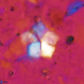 Braarudosphaera regularis 19514