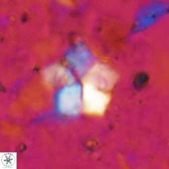 Braarudosphaera regularis 19514