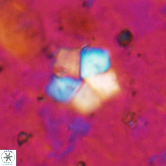 Braarudosphaera regularis 19515