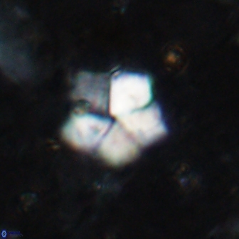 Braarudosphaera regularis 19516