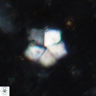 Braarudosphaera regularis 19516