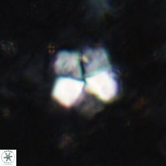 Braarudosphaera regularis 19517
