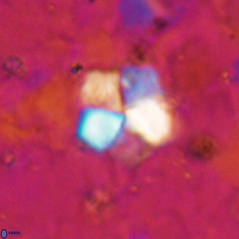 Braarudosphaera regularis 19518