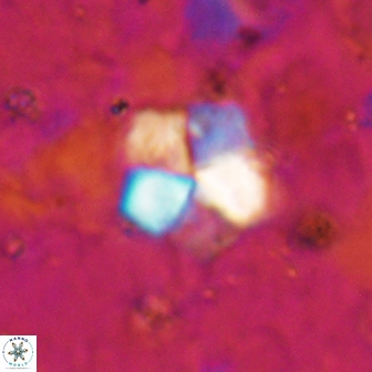 Braarudosphaera regularis 19518