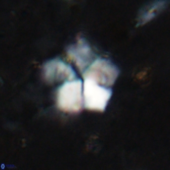 Braarudosphaera regularis 19513