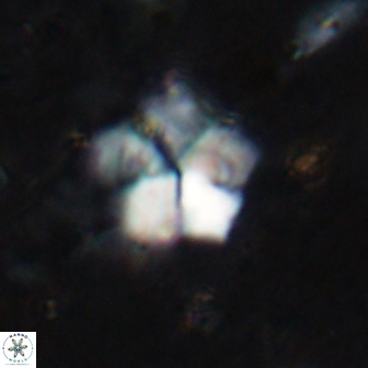 Braarudosphaera regularis 19513