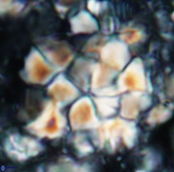 Braarudosphaera regularis 1026