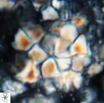 Braarudosphaera regularis 1026