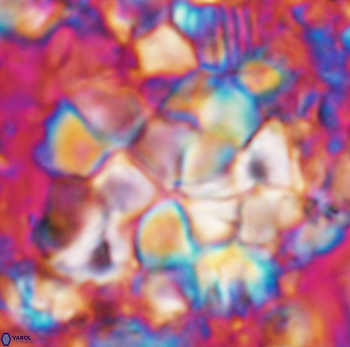 Braarudosphaera regularis 1027