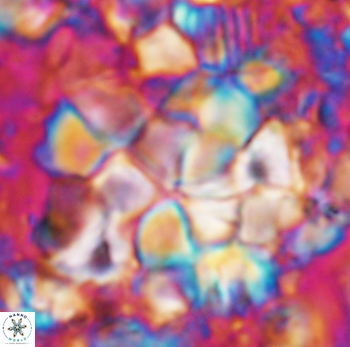 Braarudosphaera regularis 1027