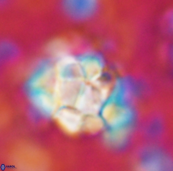 Braarudosphaera regularis 1038