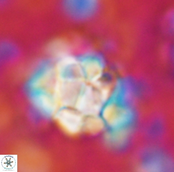 Braarudosphaera regularis 1038