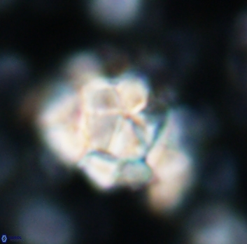 Braarudosphaera regularis 1039