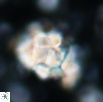 Braarudosphaera regularis 1039
