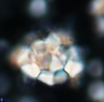 Braarudosphaera regularis 1040