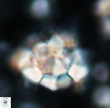 Braarudosphaera regularis 1040