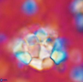 Braarudosphaera regularis 1041