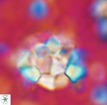 Braarudosphaera regularis 1041