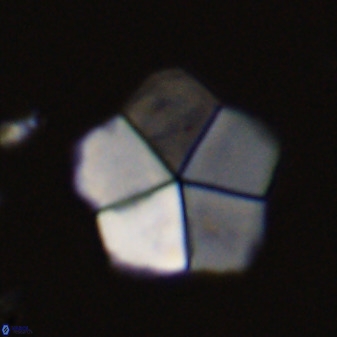 Braarudosphaera regularis 40147