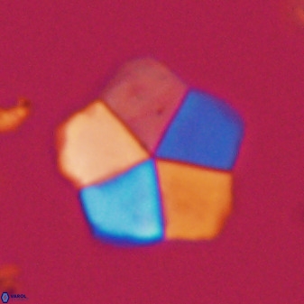 Braarudosphaera regularis 40148