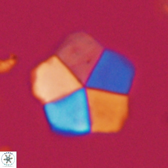 Braarudosphaera regularis 40148