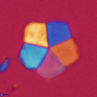 Braarudosphaera regularis 40149