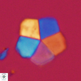 Braarudosphaera regularis 40149