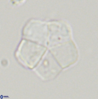 Braarudosphaera regularis 40154