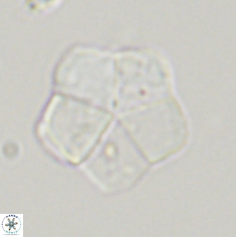 Braarudosphaera regularis 40154