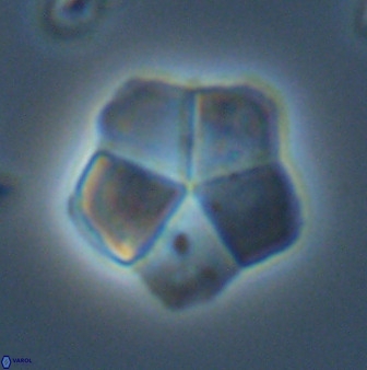 Braarudosphaera regularis 40155