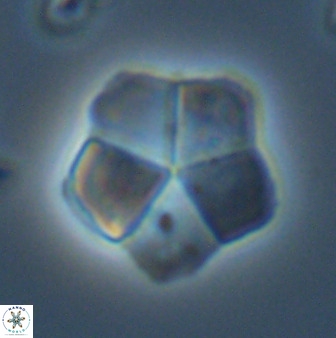 Braarudosphaera regularis 40155