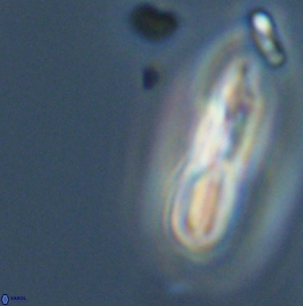 Braarudosphaera regularis 40156